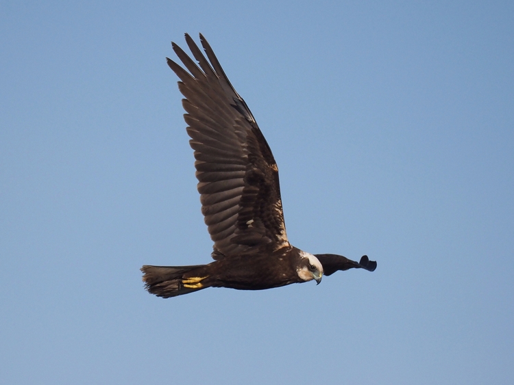 Falco di Palude